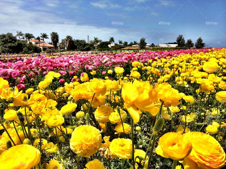 World of color. Flower fields in Escondido California