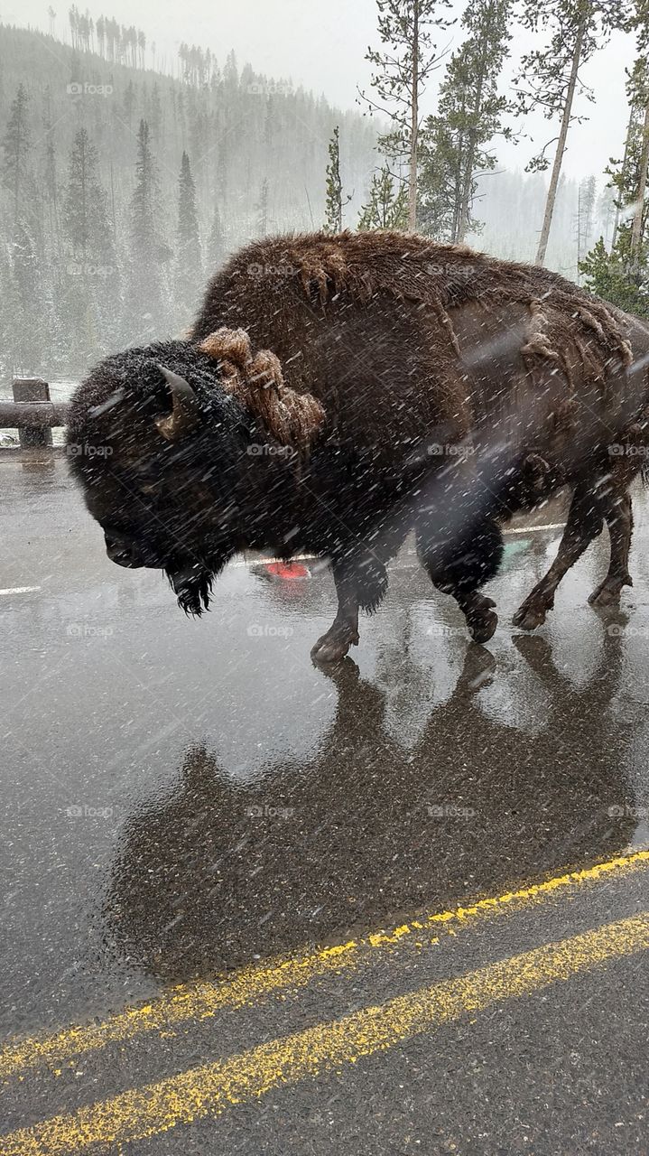 Oncoming traffic one snowy morning in Yellowstone last week. I took this out of my window as we passed by without even looking at the phone. Lucky snap.