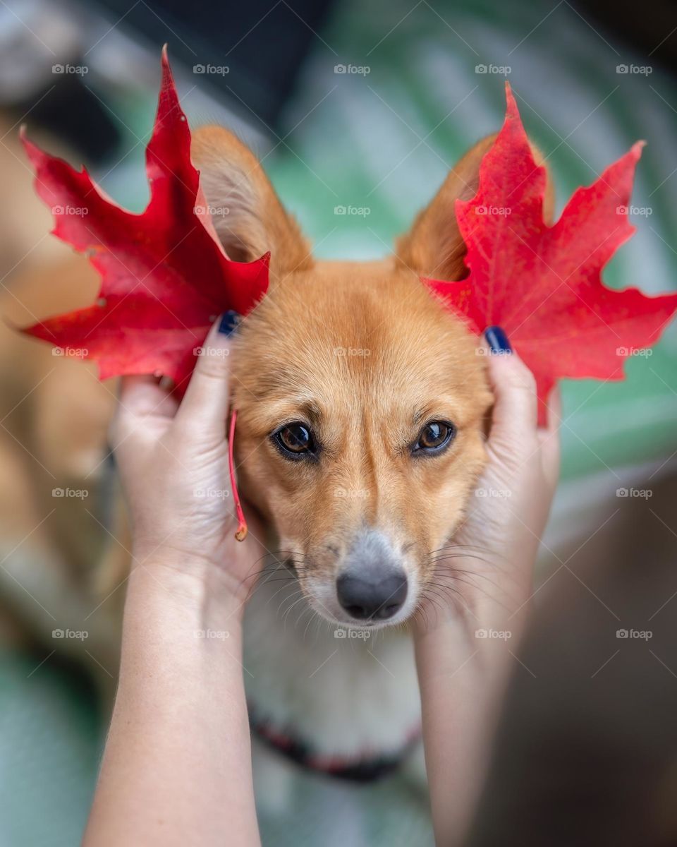 Young adorable red and white Welsh Pembroke corgi puppy with red autumn leaves being held up 