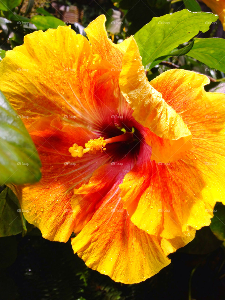 Yellow hibiscus