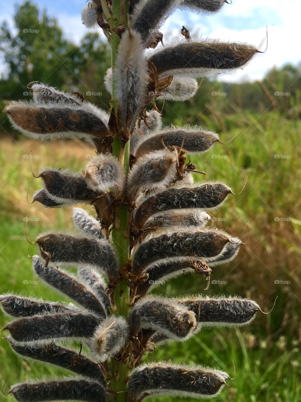 Lupine Seeds