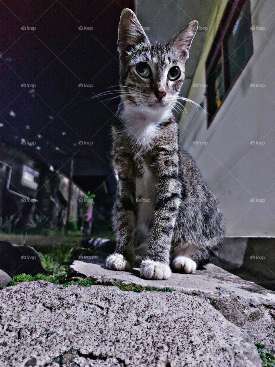 A male cat with sharp eyes on an outdoor background at night