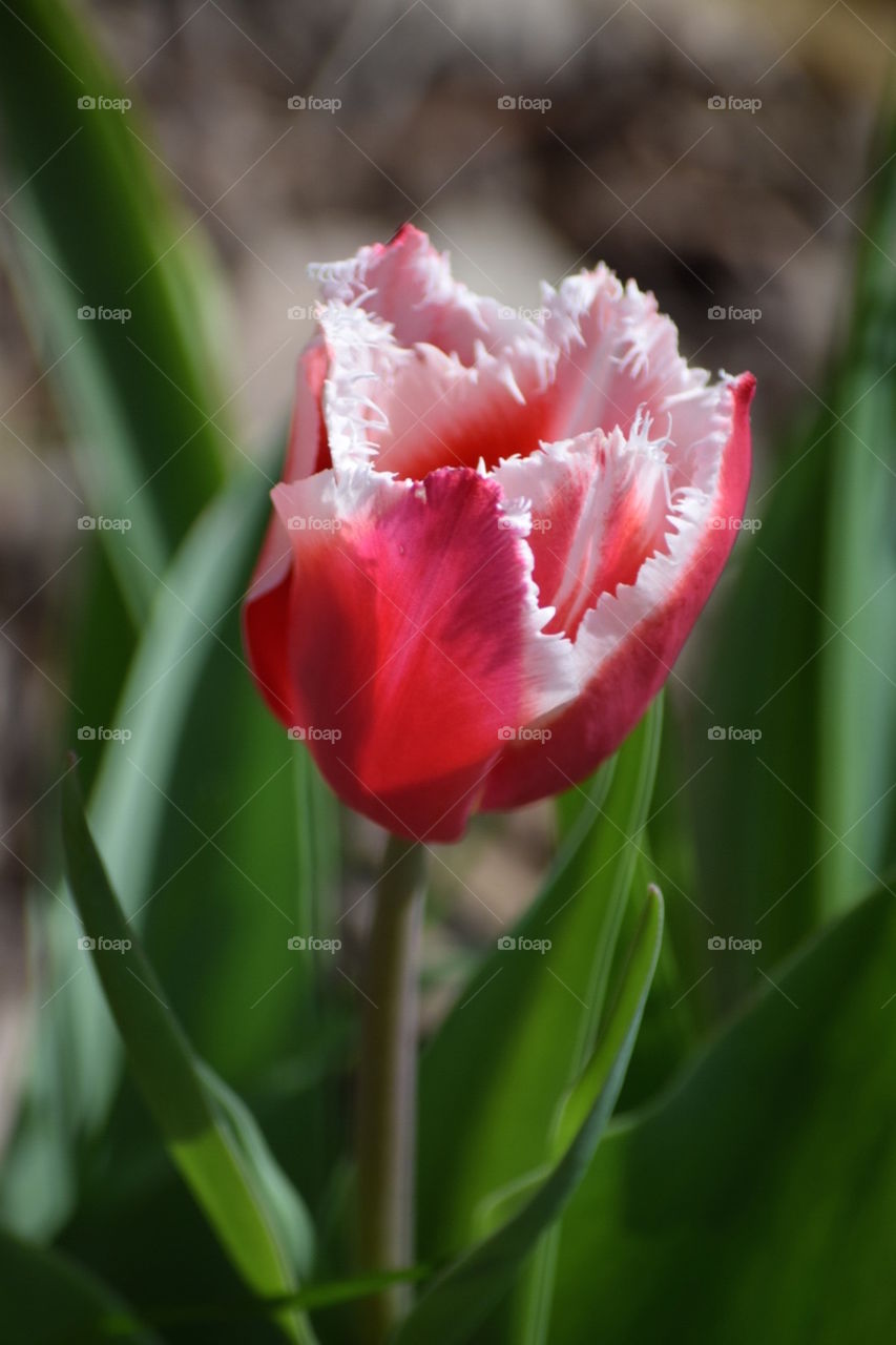 Tulip 🌷 fringe benefits 
