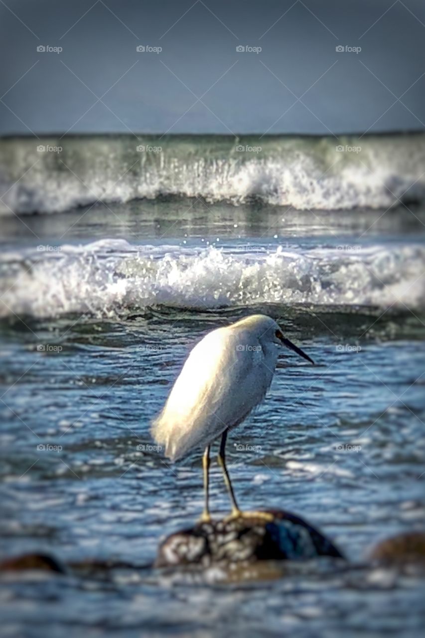 Remarkable Egret in the Waves 