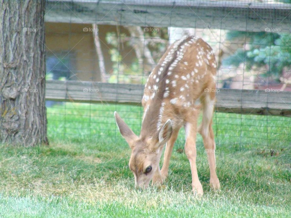 Tiny fawn trying the taste of green spring grass. 