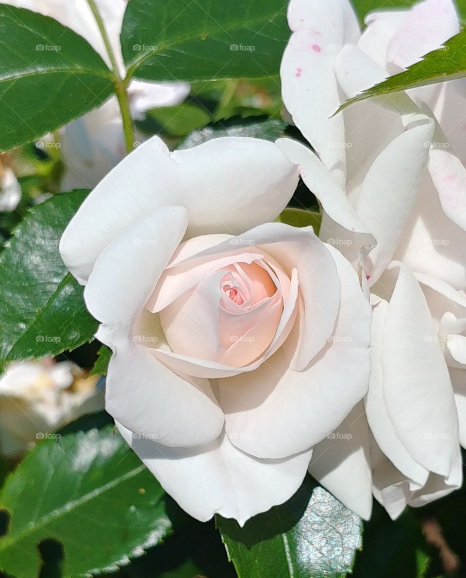 rose zart romantisch weiß white rosa blühen blume Blüte