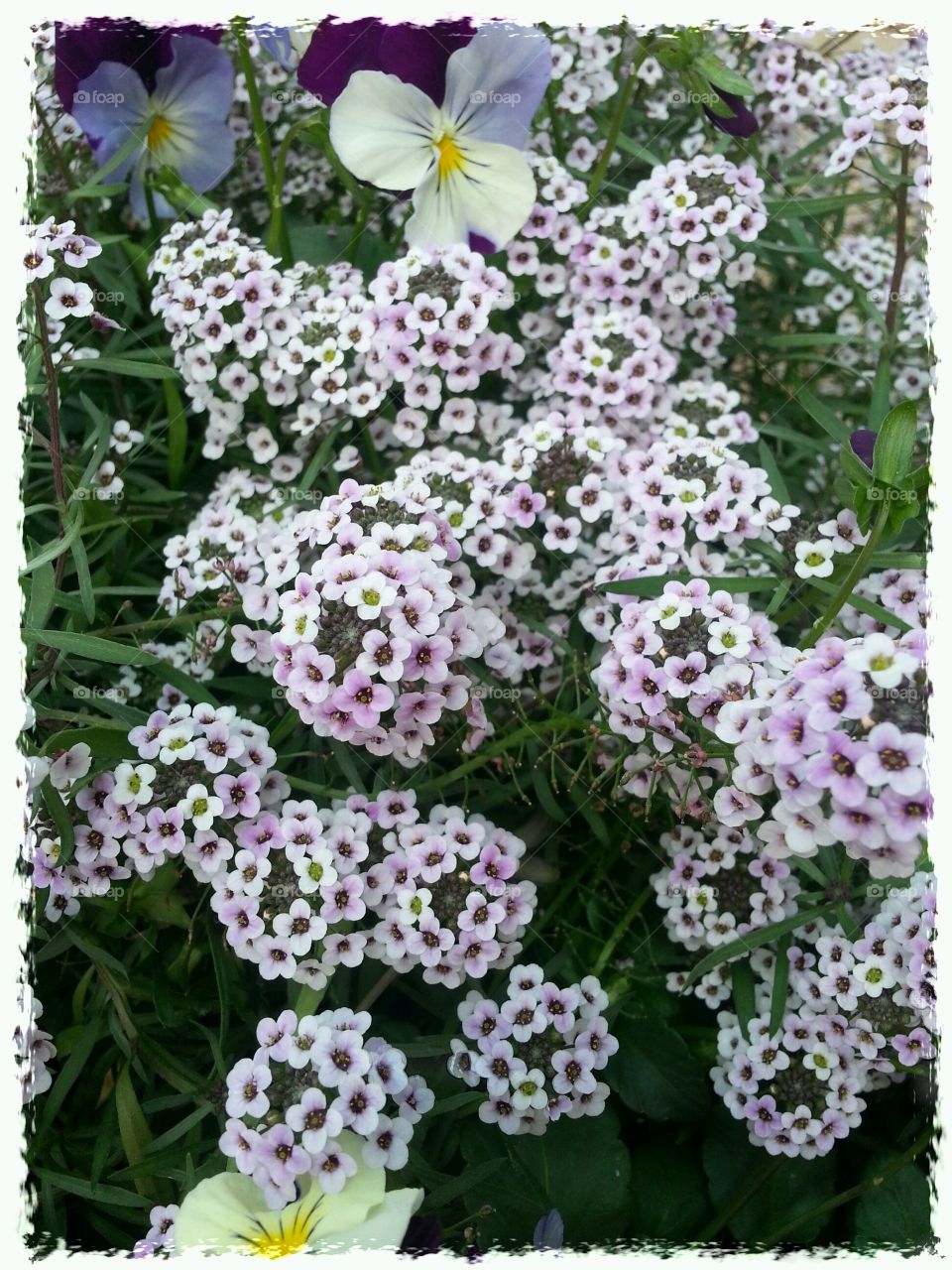 Beautiful. Outside my Doctors office