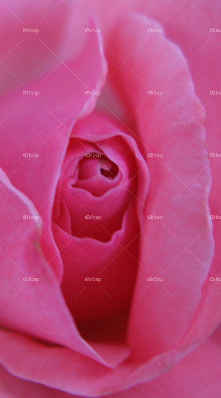 do you see what I see