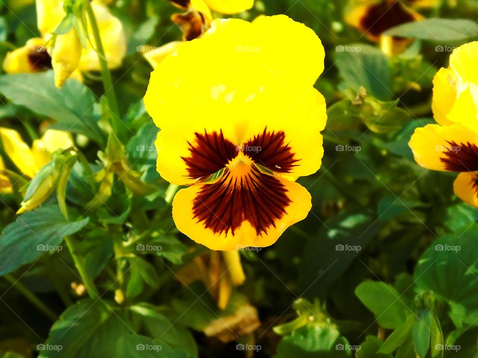 pansy flower close-up