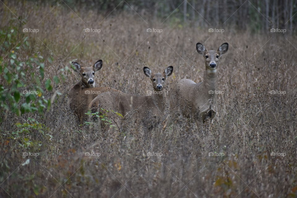 family of whitetails
