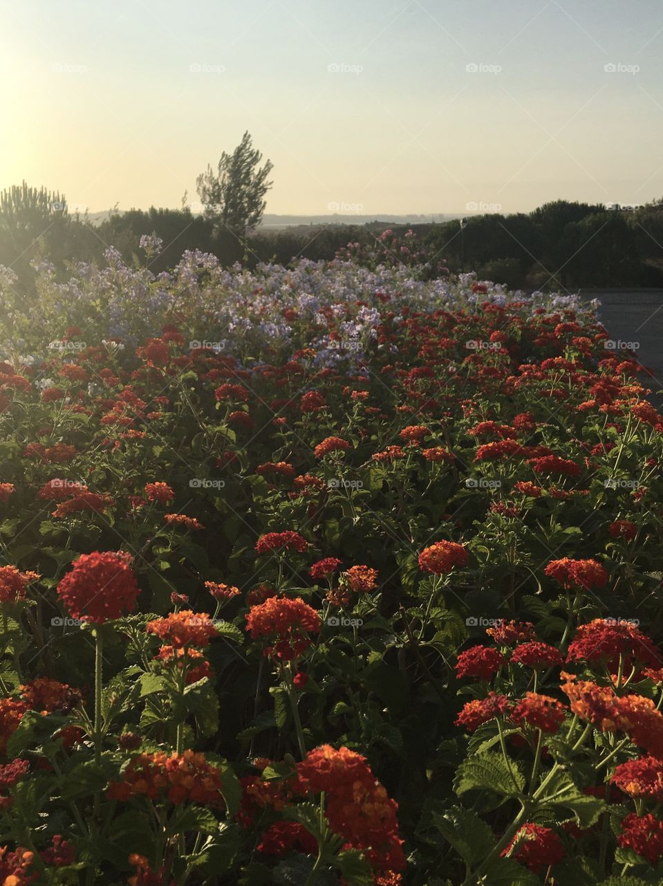 bush with red flowers in the rising sun