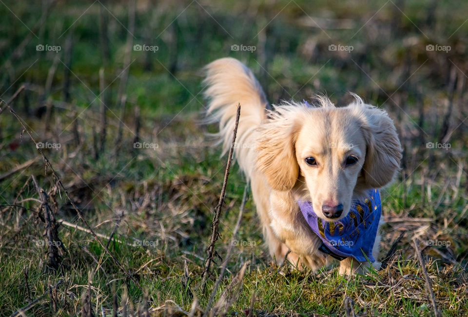More adventure's with Remy the Dachshund