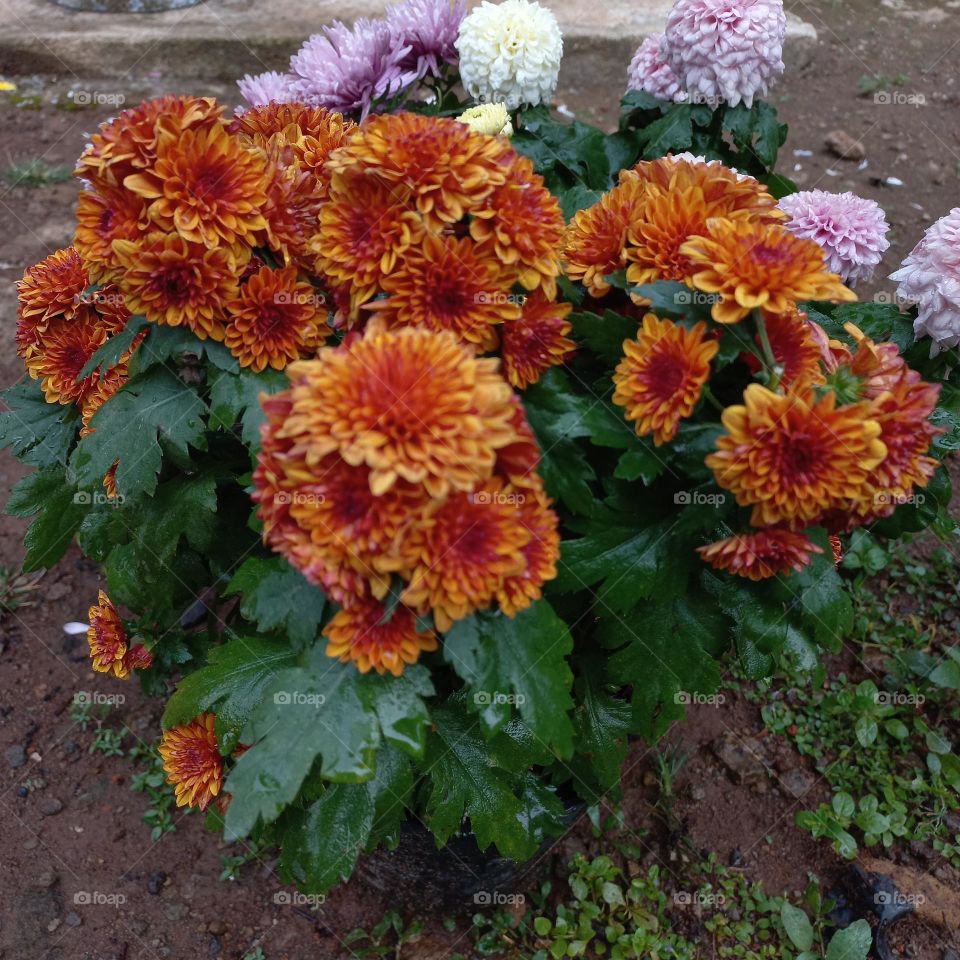 chrysanthemum is a type of flowering plant that is often grown as an ornamental plant