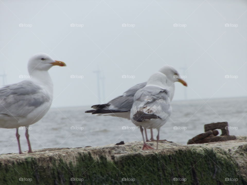 Seagulls On A Wall