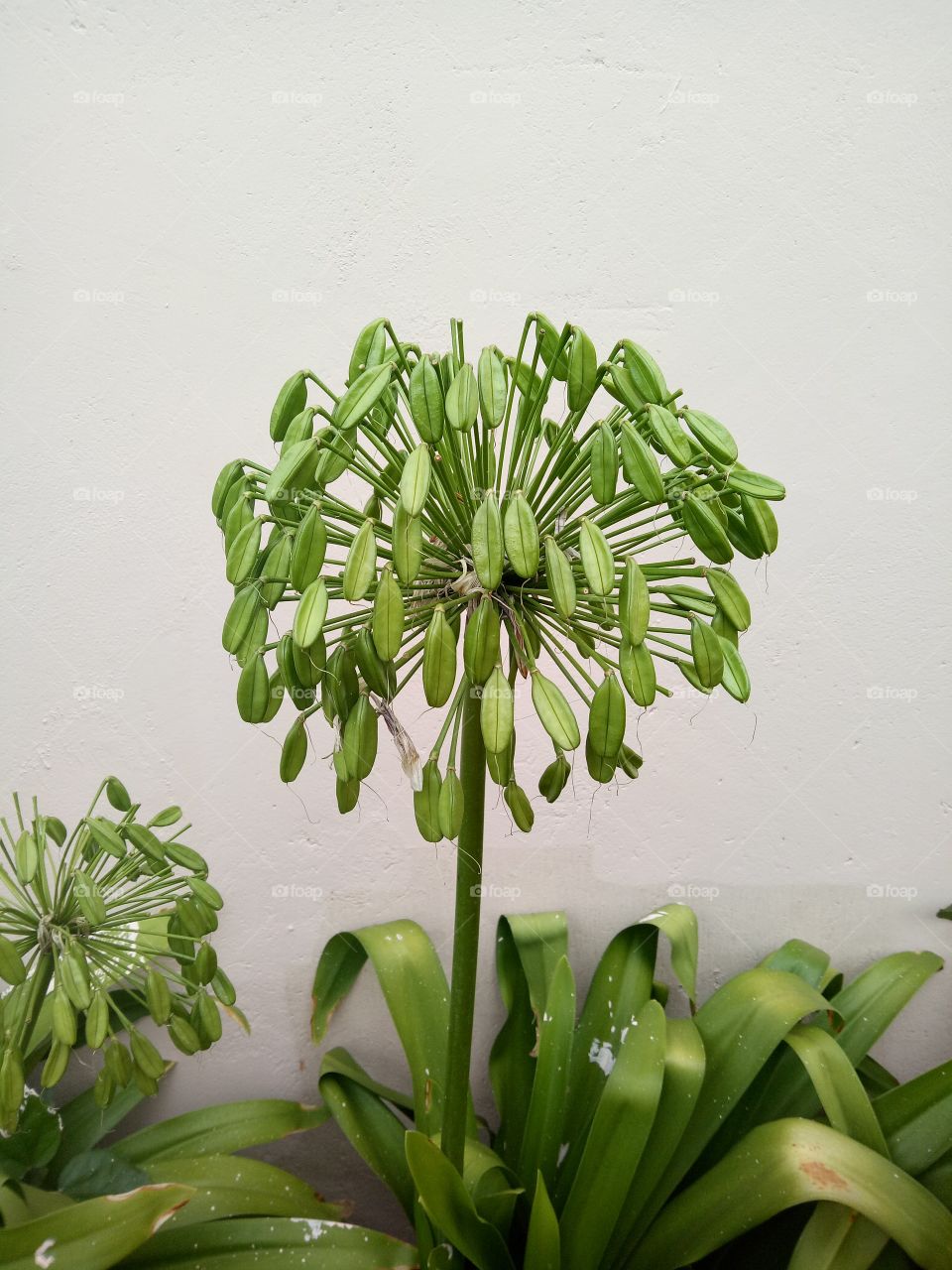Green flowers