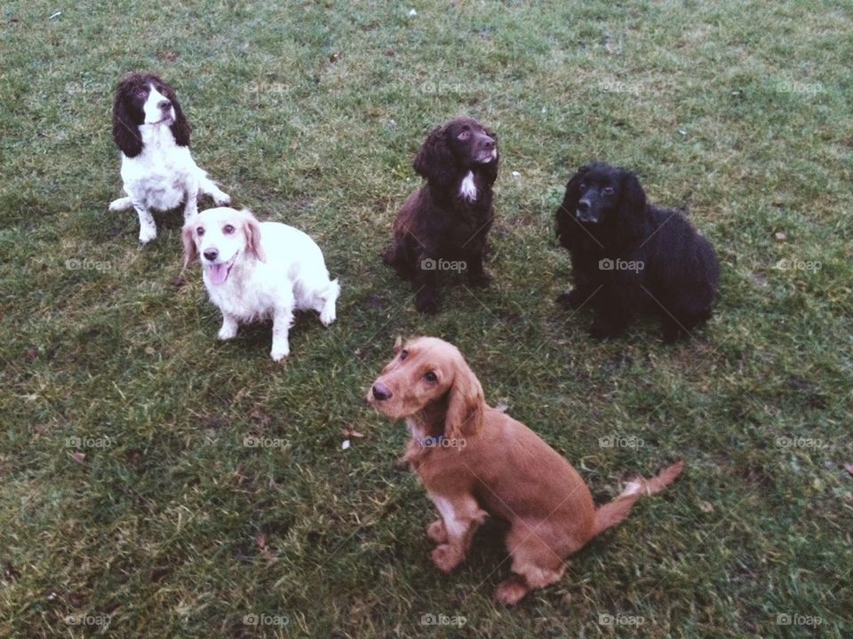 High angle view of dogs