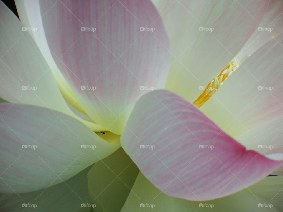 Close up shoe of large pink petals of a water lilly.