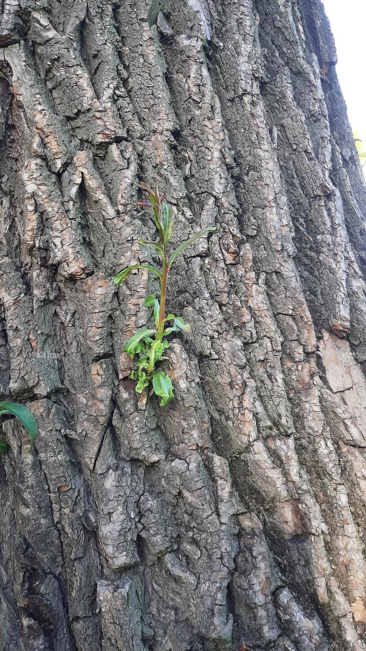 tree trunk and sprout