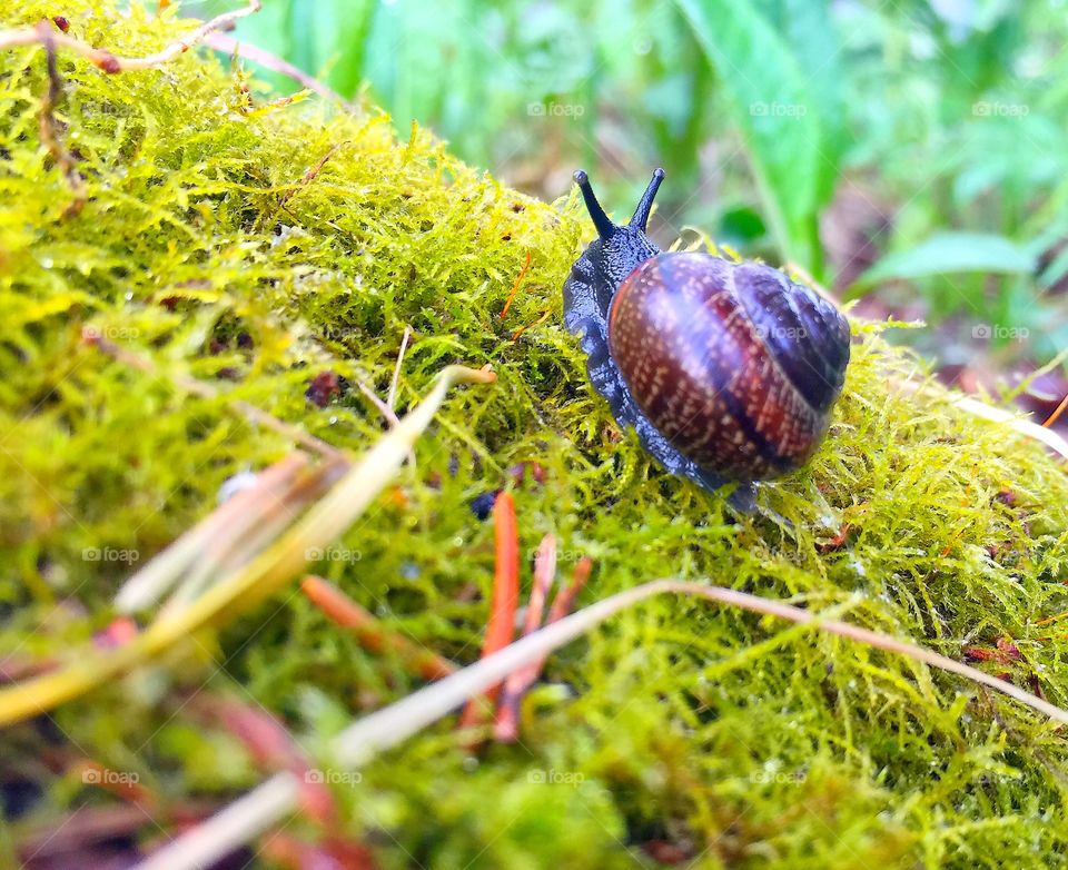 Closeup shot of the snail on the stone covered with moss