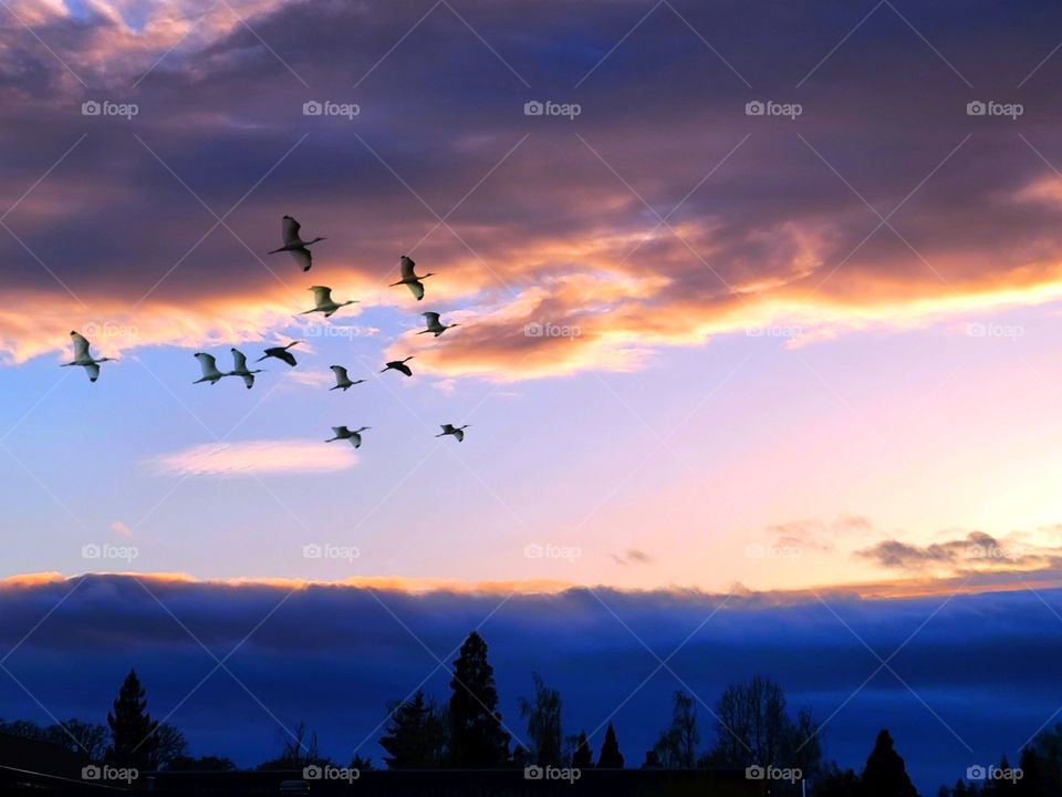 geese flying off for the night