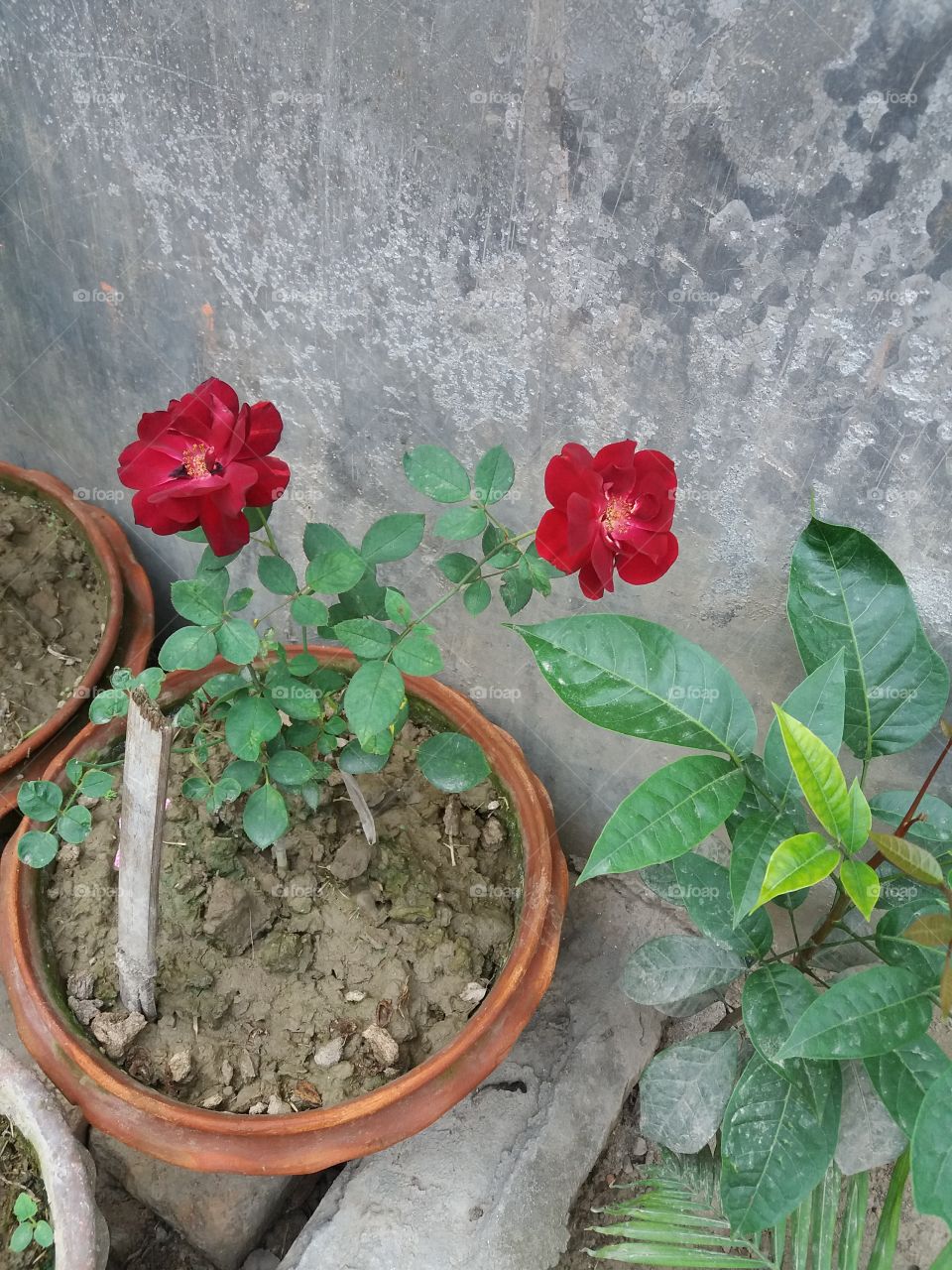 flower of my garden