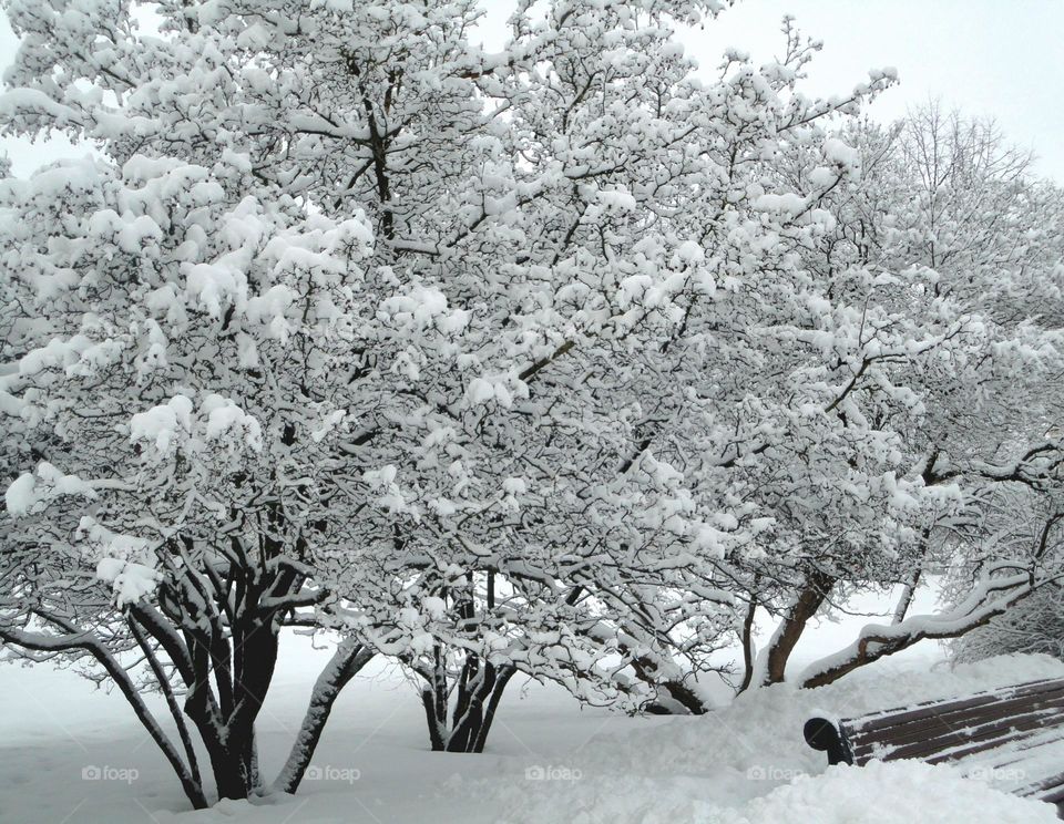 Winter, Snow, Tree, Frost, Branch