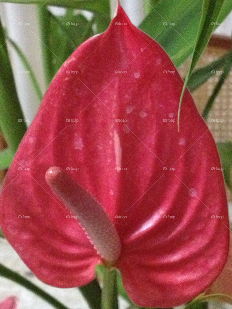 nature red tropical anthurium by 2lucky4u