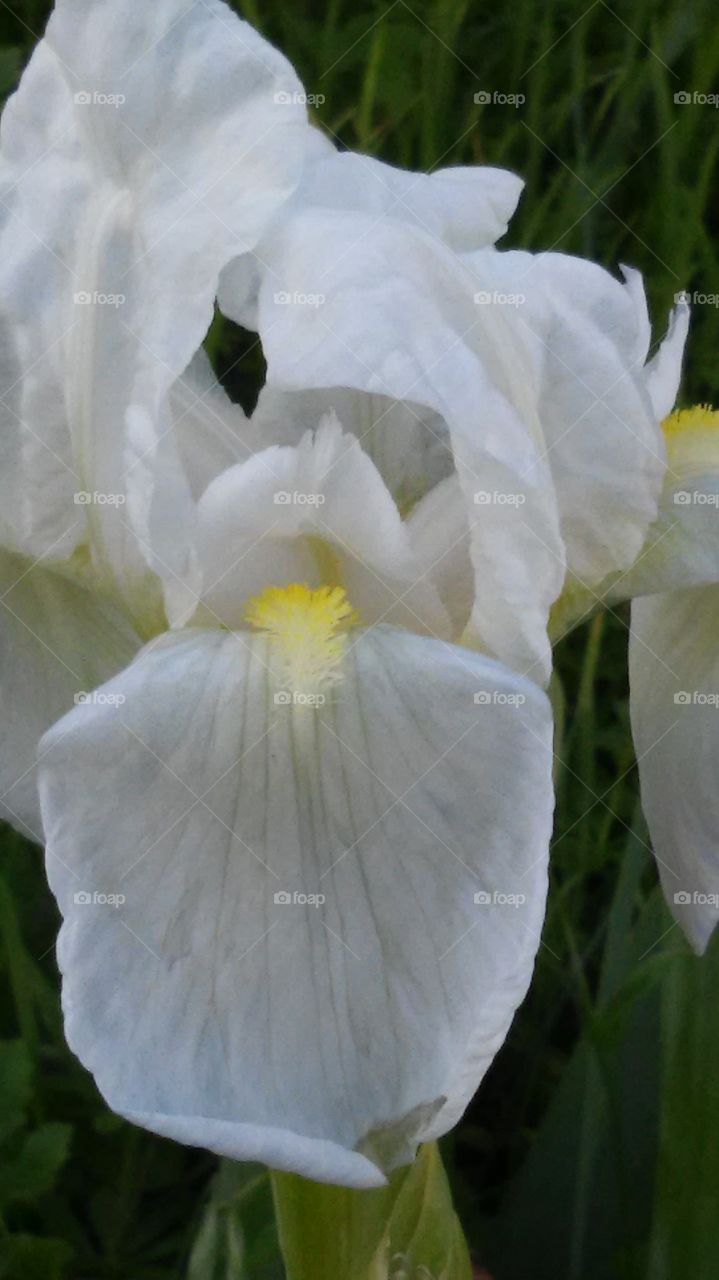 iris wildflowers