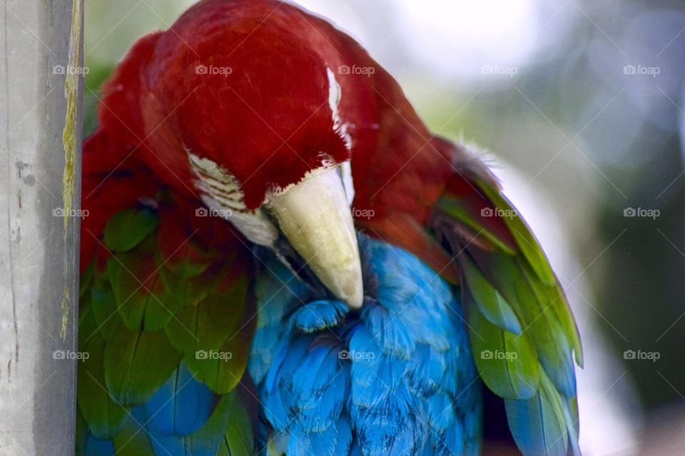 Grooming Macaw 
