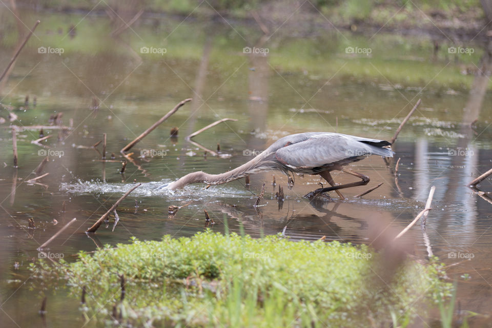 Bird, Water, Nature, Wildlife, Pool