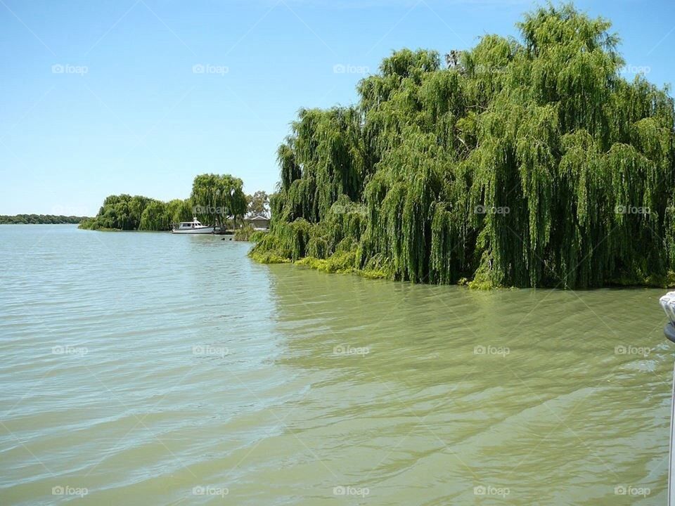 River Trees