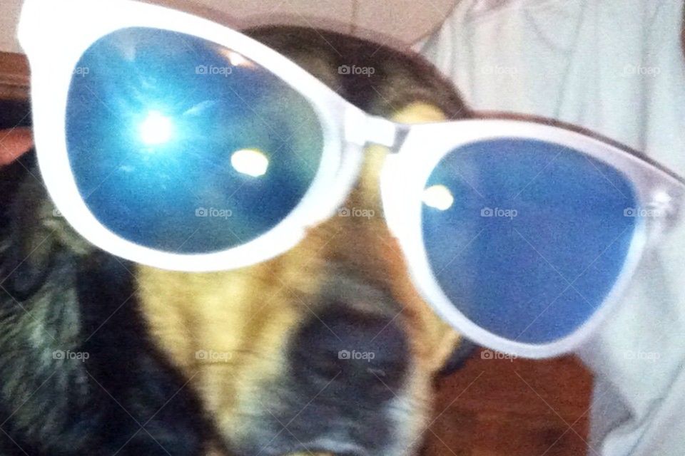 glasses dog by ceesko