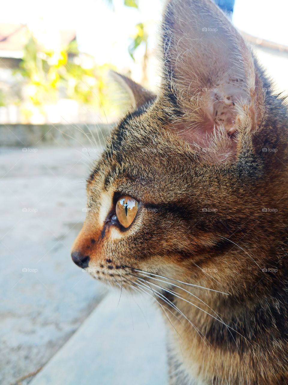 i'm too cute to be called wild. my aunt's cat like lying on my home. sometimes he always come to ask food.