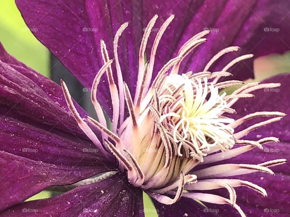 Clematis Closeup 