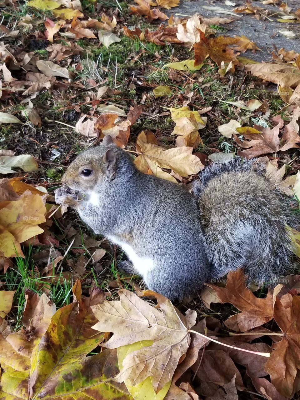 Squirrel 2017