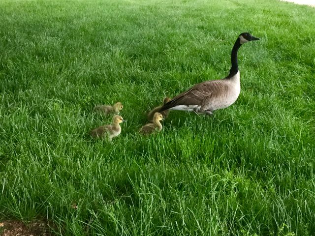 Following Mom  baby Geese’s in the park 