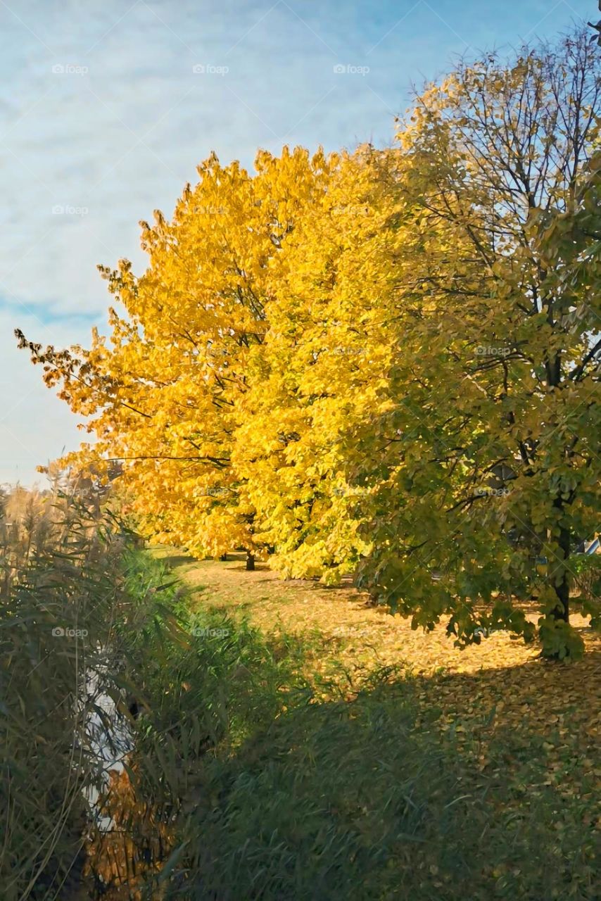 Golden Autumn Trees by a Stream