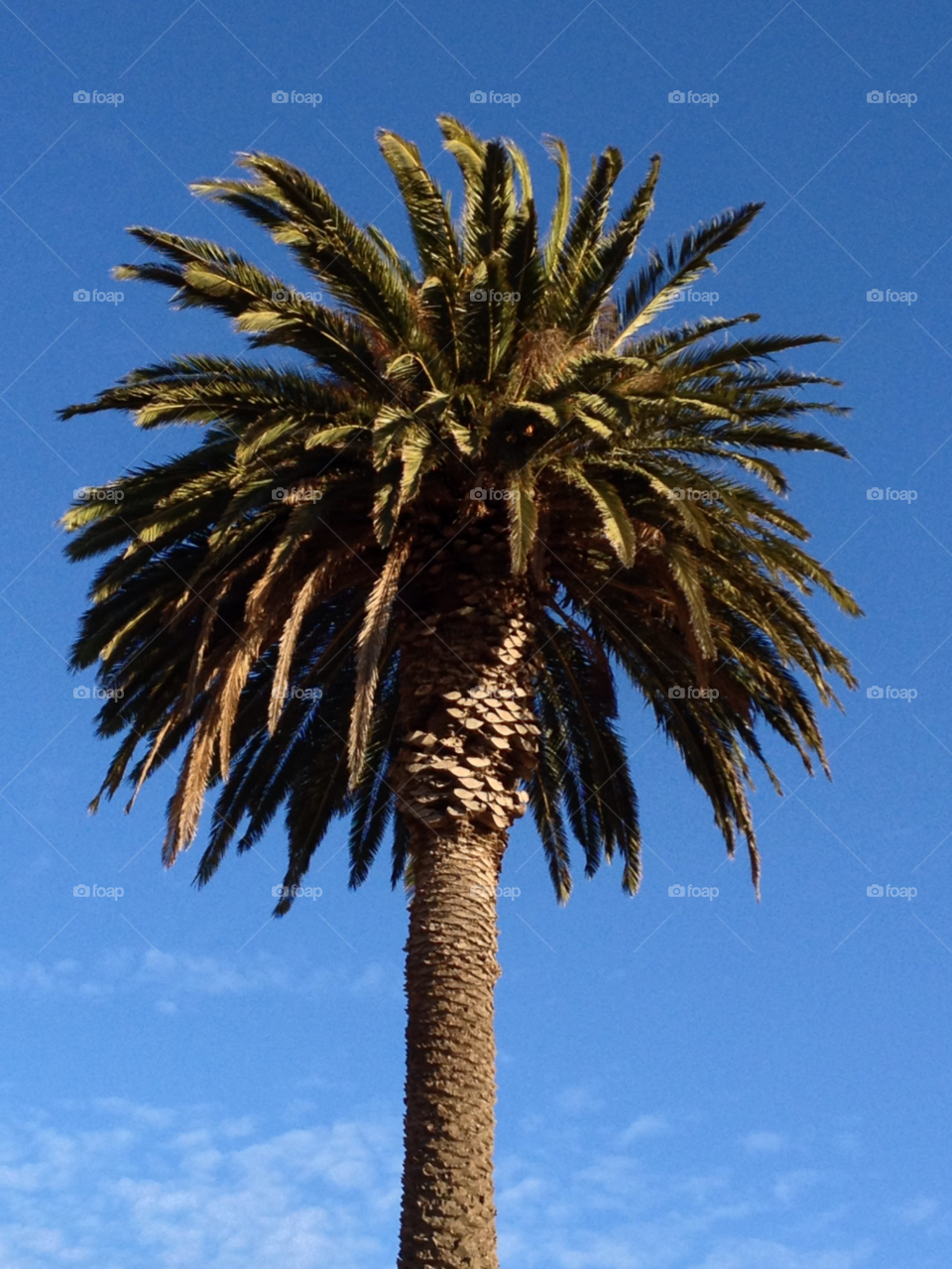 tree palm blue sky palm tree by auscro