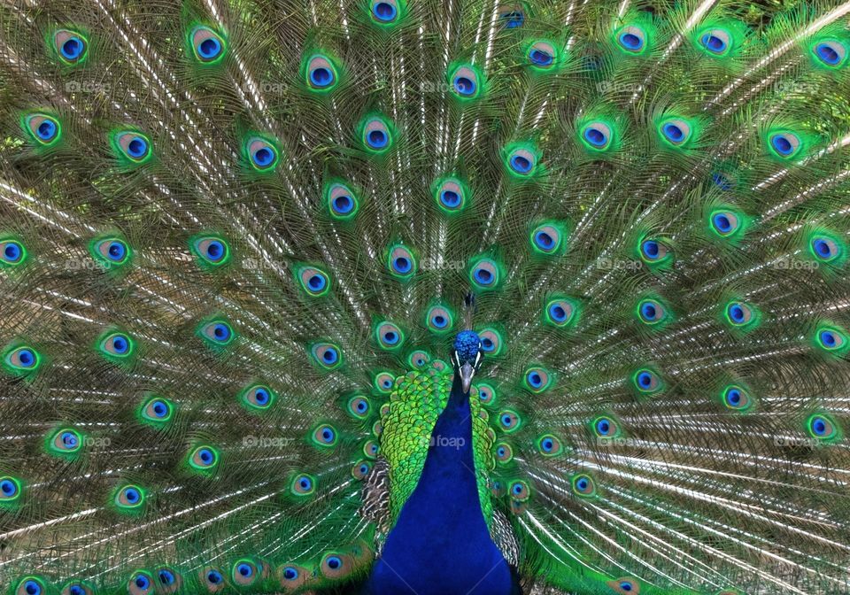 Peacock