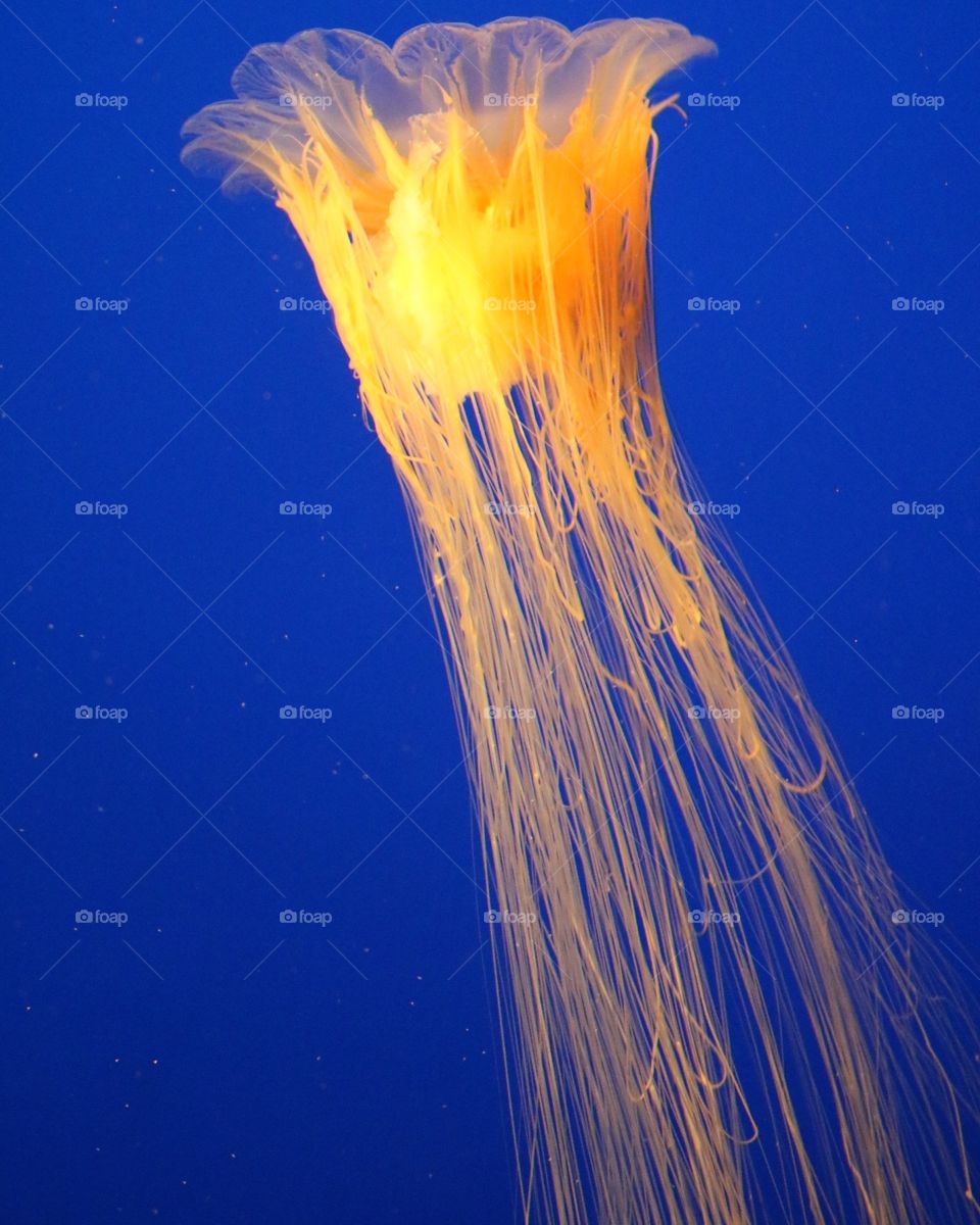 Yellow jellyfish 