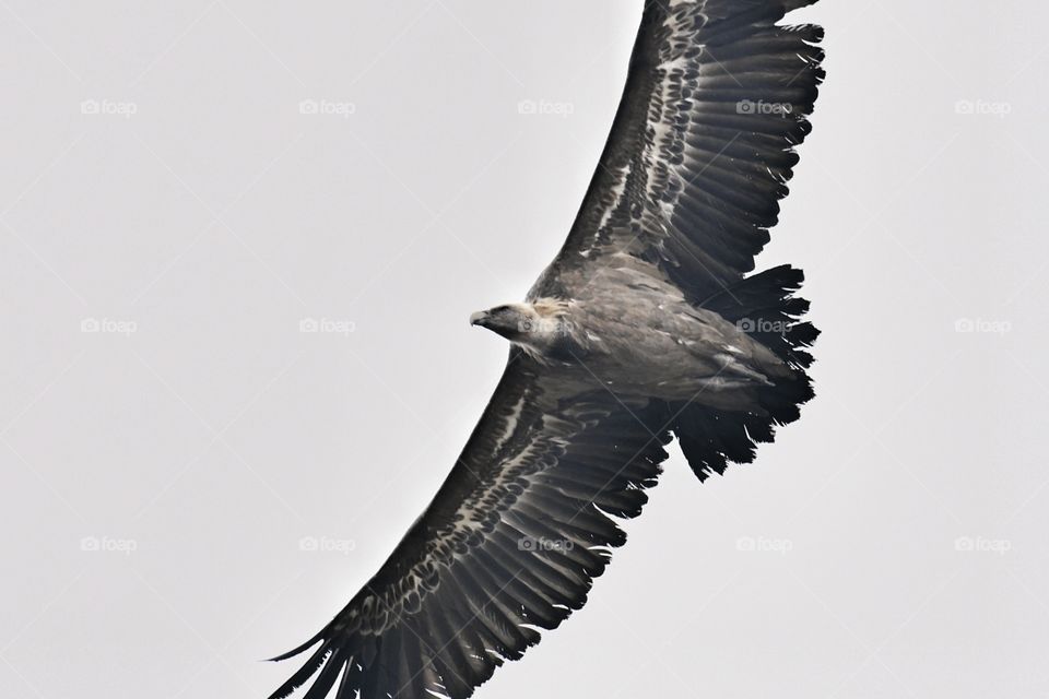 Buitre leonado 
Griffon Vulture