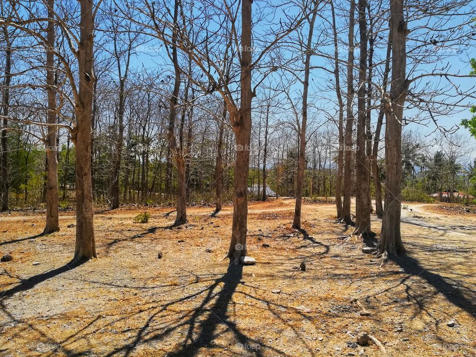 impact of long dry season in Nusa Tenggara Timur of Indonesia