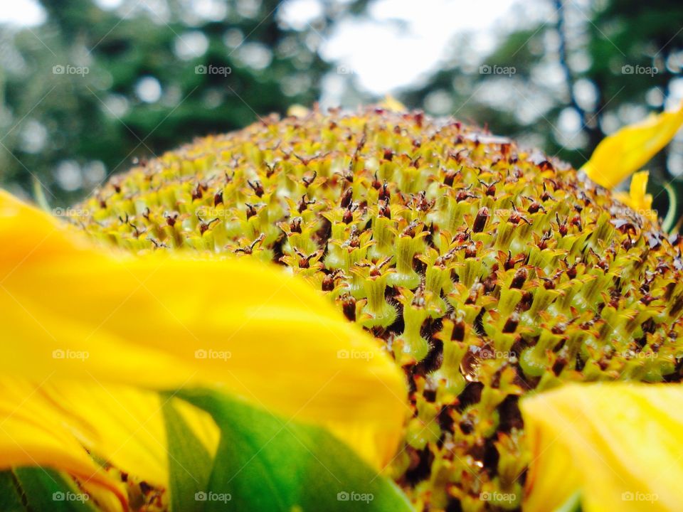 Sunflower head going to seed
