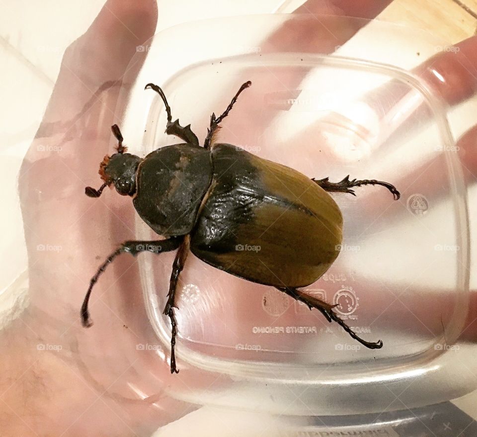 Giant beetle.