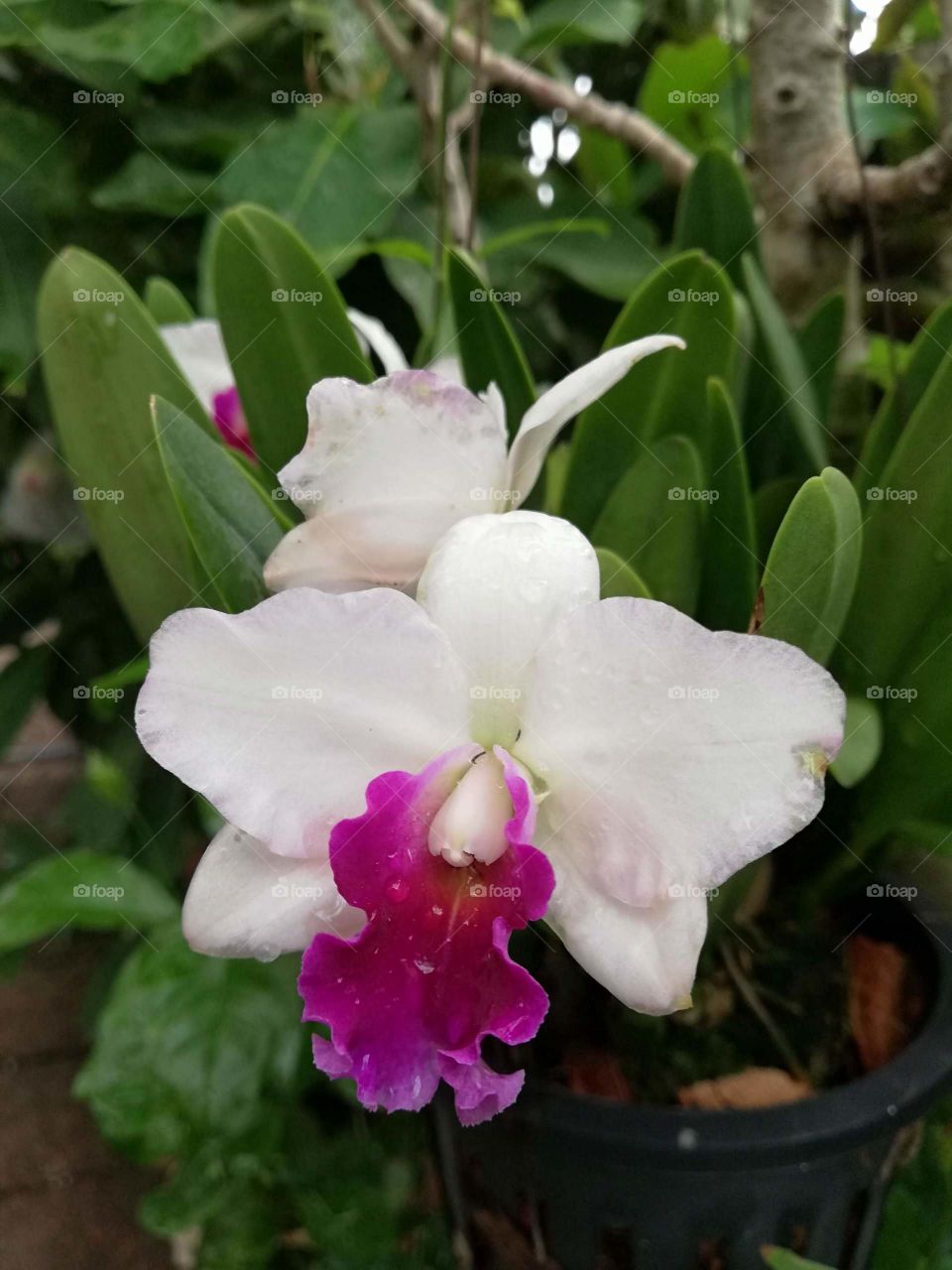 Beautiful  orchid 