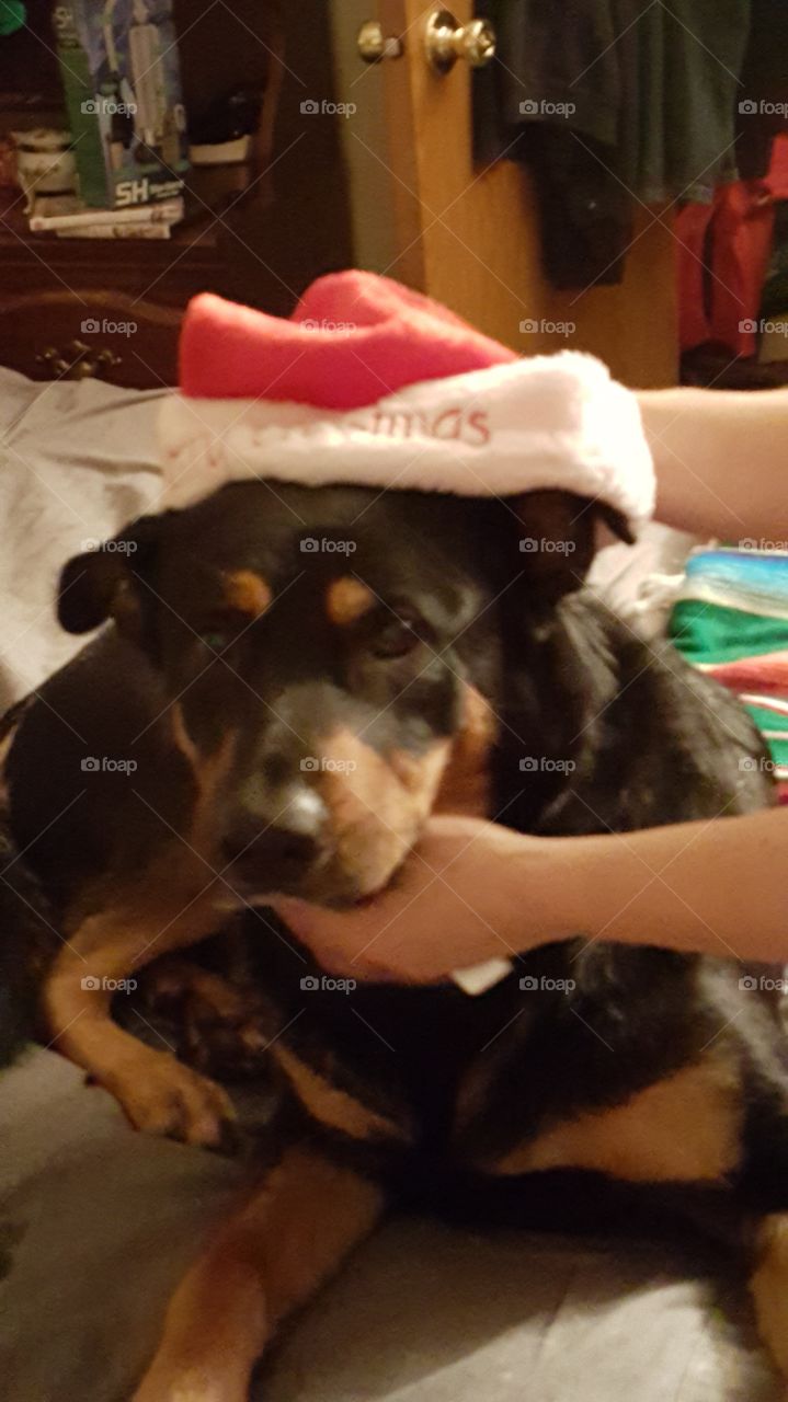 Trying our best to get our fur baby to wear a Santa hat. Not happening.