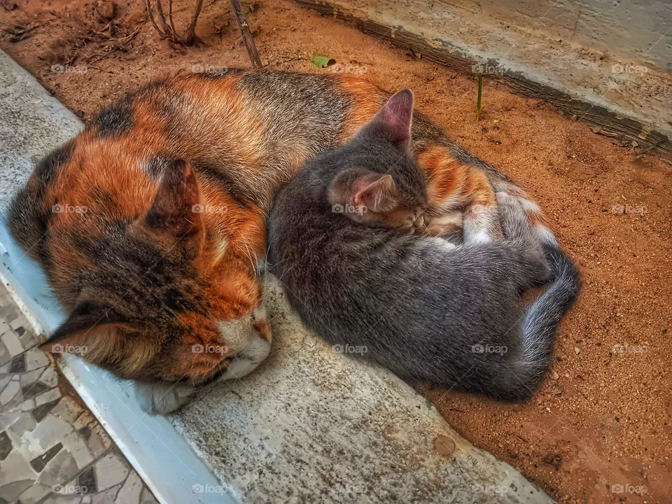 Kitten & mam