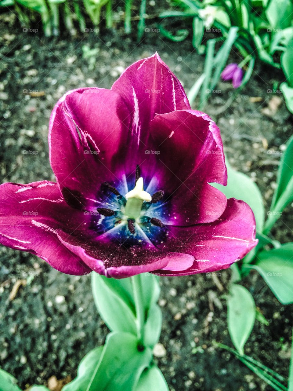 Open Tulip. Sure sign of spring. Tulips in the bloom. Hooray!
