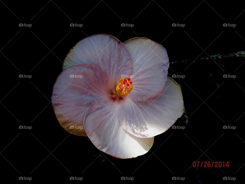 Flower hibiscus tropical 