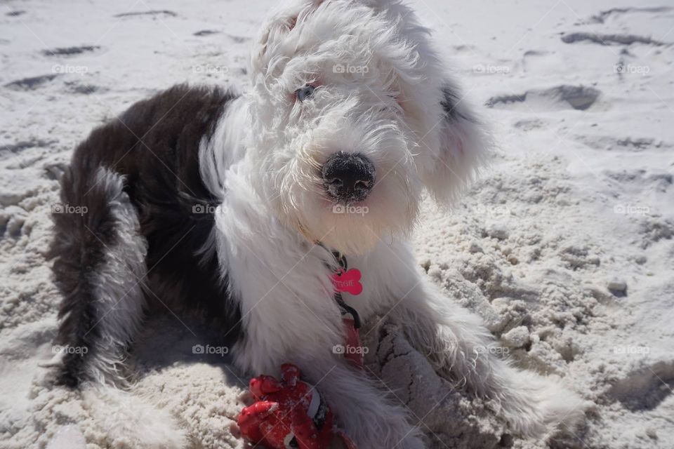 Old English Sheepdog at the beach 